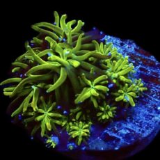 WYSIWYG 14J Ultra Metallic Galaxea Frag