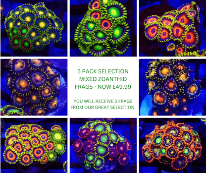 5 X SELECTION PACK MIXED ZOANTHID FRAGS-0