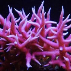 Pink Seriatopora Hysterix Frag-0