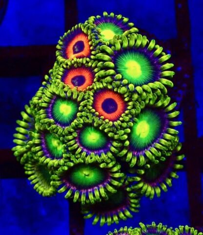 5 X SELECTION PACK MIXED ZOANTHID FRAGS-25209