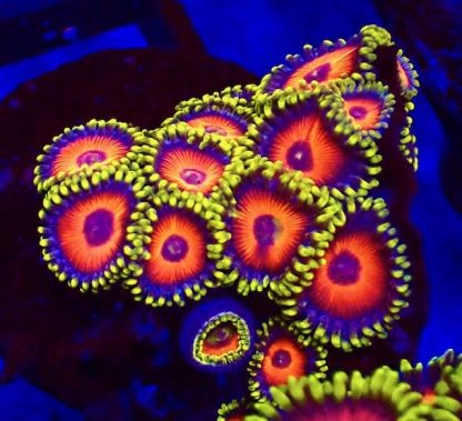 5 X SELECTION PACK MIXED ZOANTHID FRAGS-25208