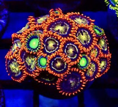 5 X SELECTION PACK MIXED ZOANTHID FRAGS-25215