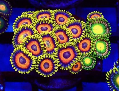 5 X SELECTION PACK MIXED ZOANTHID FRAGS-25214