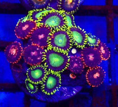 5 X SELECTION PACK MIXED ZOANTHID FRAGS-25212