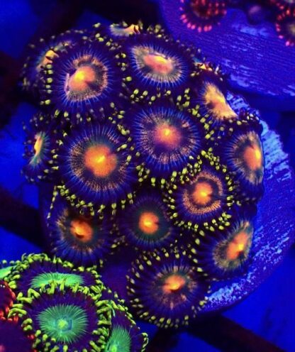 5 X SELECTION PACK MIXED ZOANTHID FRAGS-25210