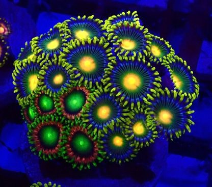 5 X SELECTION PACK MIXED ZOANTHID FRAGS-25213