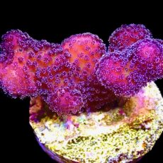 M.O.C. Cherry Cola Stylophora Frag