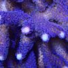 M.O.C Purple Stylophora Frag (Milka)-0