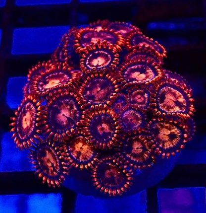 3 X SELECTION PACK MIXED ZOANTHID FRAGS-25217