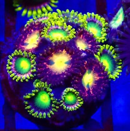 3 X SELECTION PACK MIXED ZOANTHID FRAGS-25220