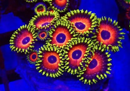 3 X SELECTION PACK MIXED ZOANTHID FRAGS-25218