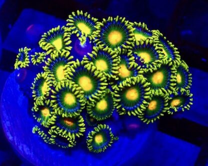 3 X SELECTION PACK MIXED ZOANTHID FRAGS-25219