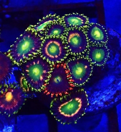 3 X SELECTION PACK MIXED ZOANTHID FRAGS-25221