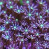 Metallic Daisy Polyps Frag -0