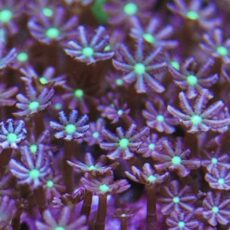 Metallic Daisy Polyps Frag -0