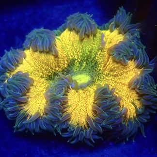 WYSIWYG Ultra Grade Rock Flower Anemone 1
