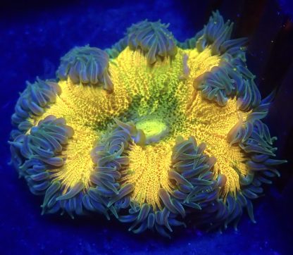 WYSIWYG Ultra Grade Rock Flower Anemone 1
