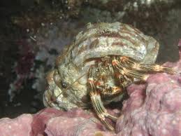 Algae Hermit Crab-2372