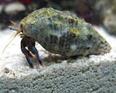 Algae Hermit Crab-0