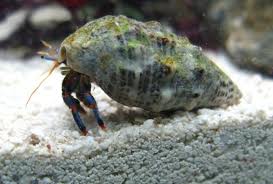 Algae Hermit Crab-0