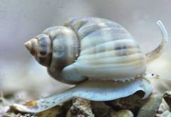 Nassarius Detritus Snail Large-0