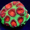 Red Eyed Christmas Favia Frag-0