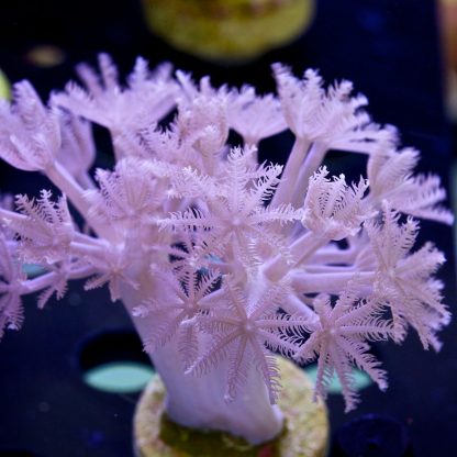 Pulsing Xenia Frag -8899