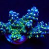 GARF Bonsai Acropora Frag-23331