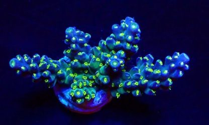 GARF Bonsai Acropora Frag-23331