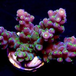 GARF Bonsai Acropora Frag-0