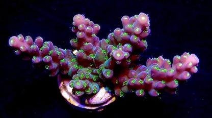 GARF Bonsai Acropora Frag-0