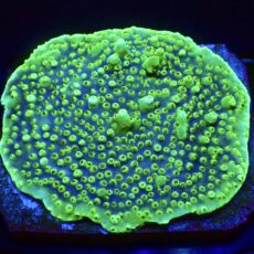 WYSIWYG L2 Purple Acropora Efflorescens Cultured Colony (Tabling)