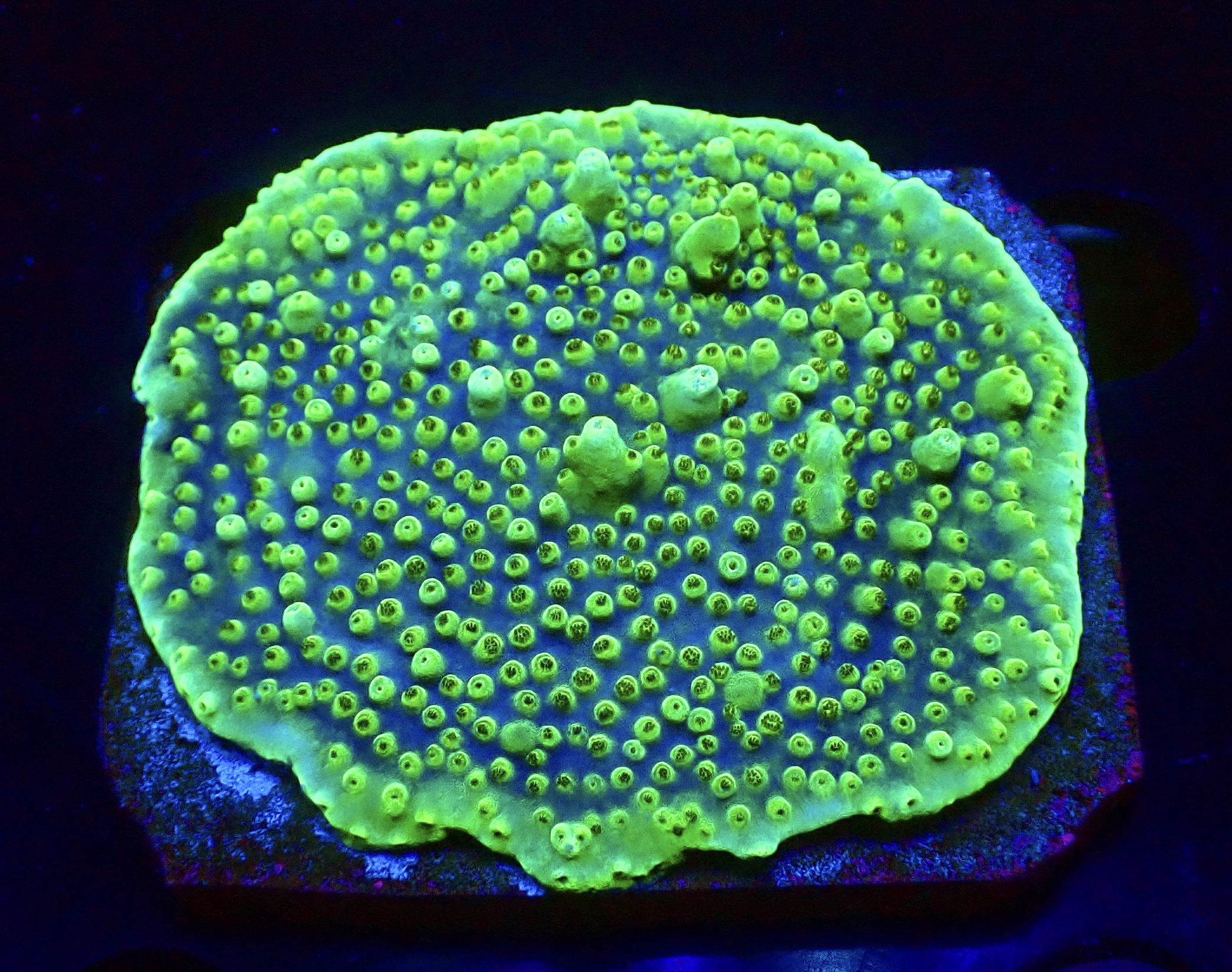 WYSIWYG L2 Purple Acropora Efflorescens Cultured Colony (Tabling)