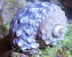 Super True Mexican Turbo Snail-0