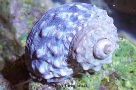 10 Pack - True Mexican Super Turbo Snail-0