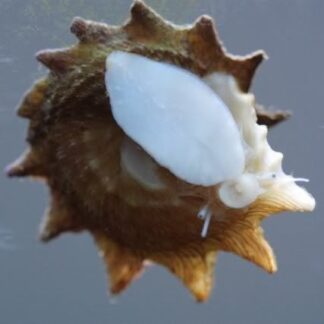 Spiny Shell Astrea Snail-0