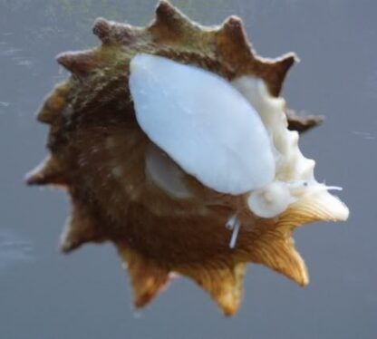 Spiny Shell Astrea Snail-0