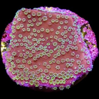 M.O.C. Green Eyed Monster Montipora Frag