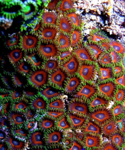 ZOANTHID LUCKY BAG - (5 SMALL FRAGS) -3915