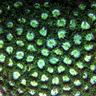 ZOANTHID LUCKY BAG - (5 SMALL FRAGS) -0