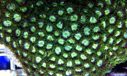 ZOANTHID LUCKY BAG - (5 SMALL FRAGS) -0