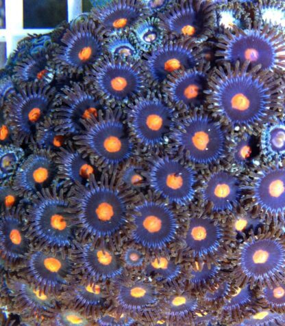 ZOANTHID LUCKY BAG - (5 SMALL FRAGS) -3916