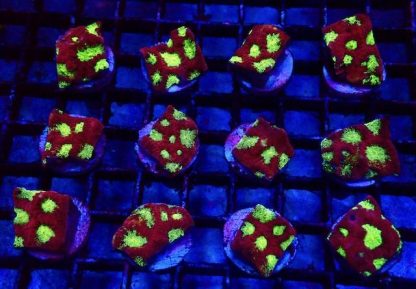 Dragon Eye Favites Frag-0