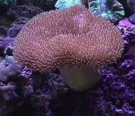 Toadstool Leather Soft Coral Small Cutured Colony-0