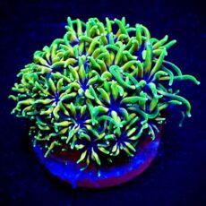 M.O.C. Super Fluorescent Galaxea Green & Yellow Frag-0