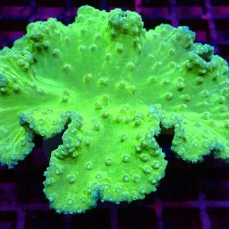 Neon Green Cabbage Soft Coral Cultured Colony
