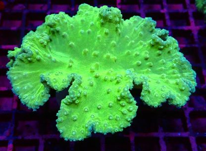 Neon Green Cabbage Soft Coral Cultured Colony