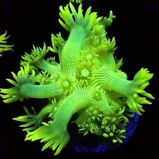 Luscious Lemon Goniopora Frag (12 Polyps +)