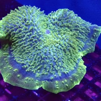 WYSIWYG Jumbo Metallic Giant Cup Mushroom ( Amplexidiscus )