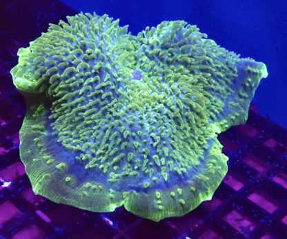 WYSIWYG Jumbo Metallic Giant Cup Mushroom ( Amplexidiscus )